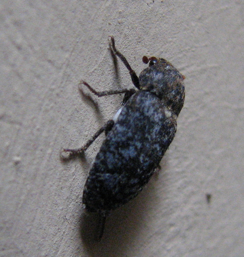 Coleottero? Dermestes undulatus